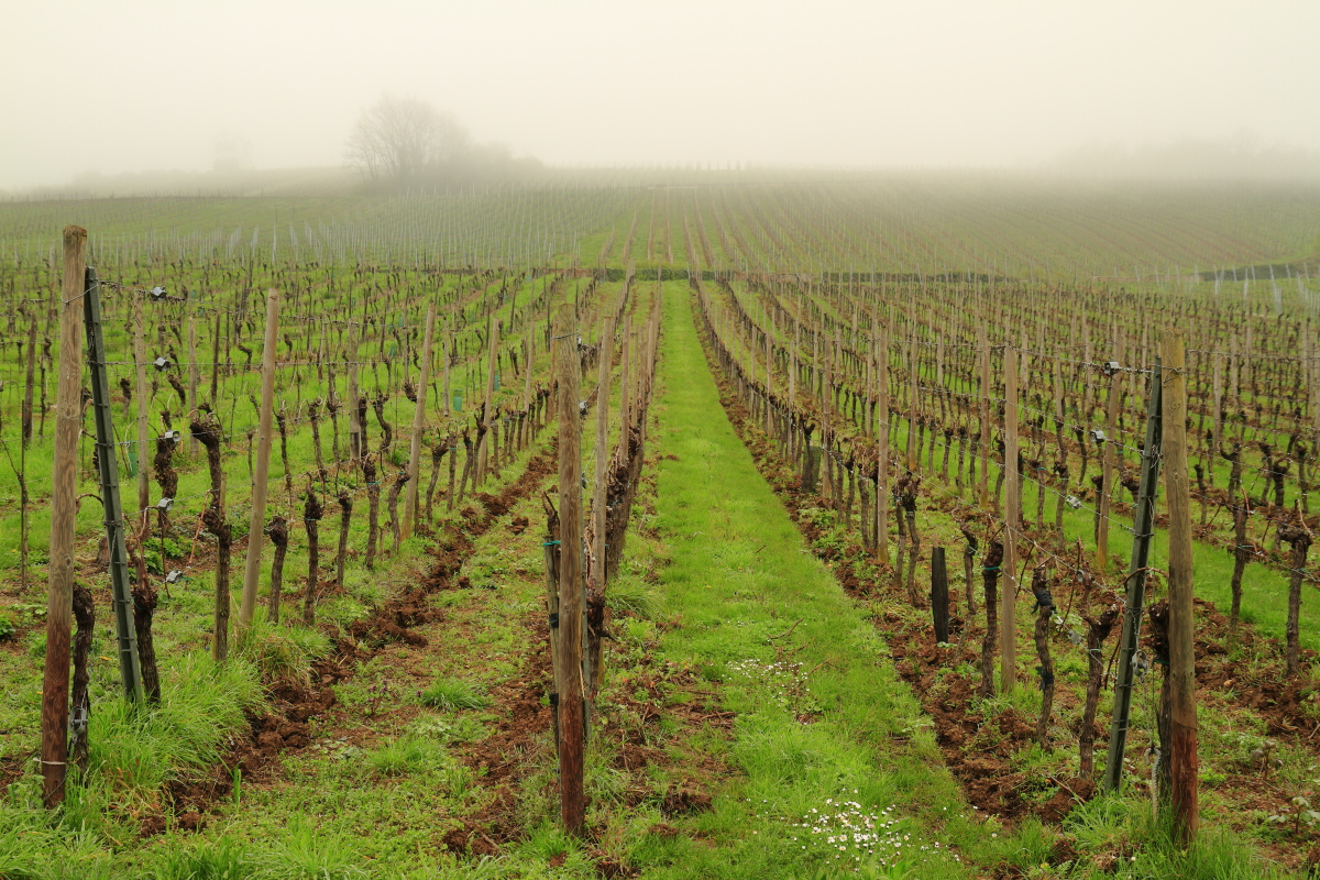 03.30 Elsass  MG 0406