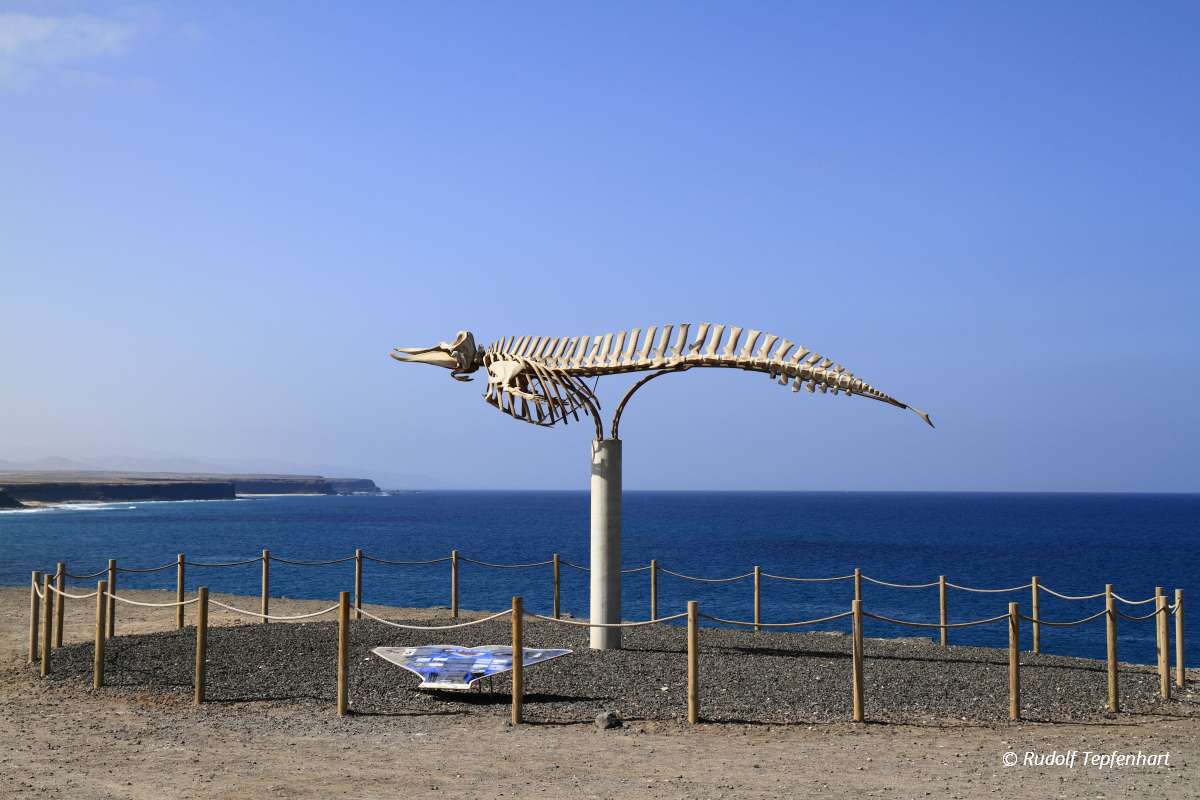 A whale skeleton in Fuerteventura, Canary Islands, Spain