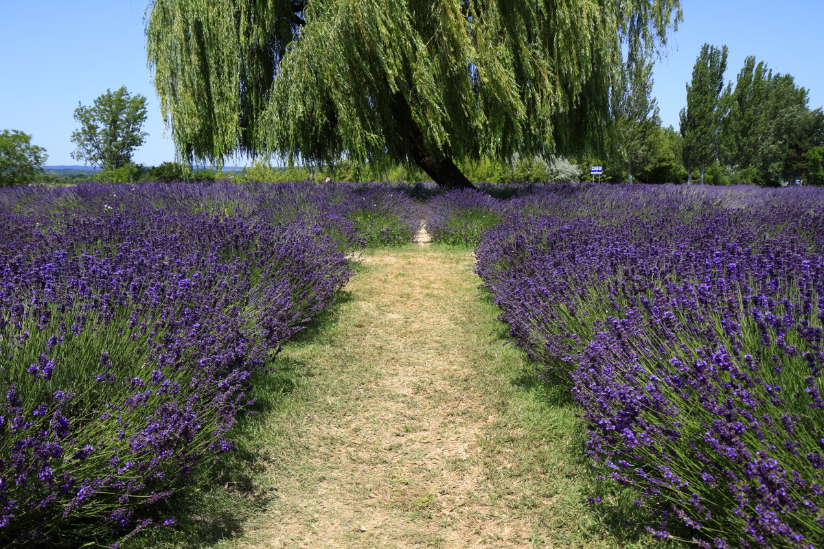 06.30 Balaton  MG 6412