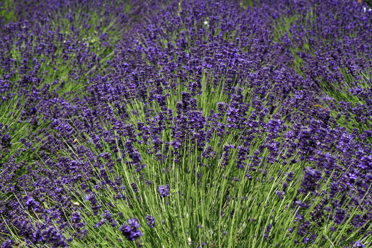 06.30 Balaton  MG 6422