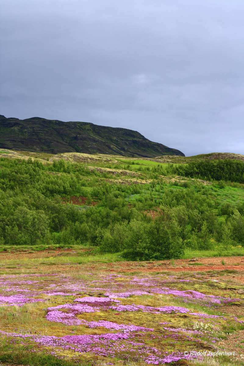 Geothermal area Haukadalur