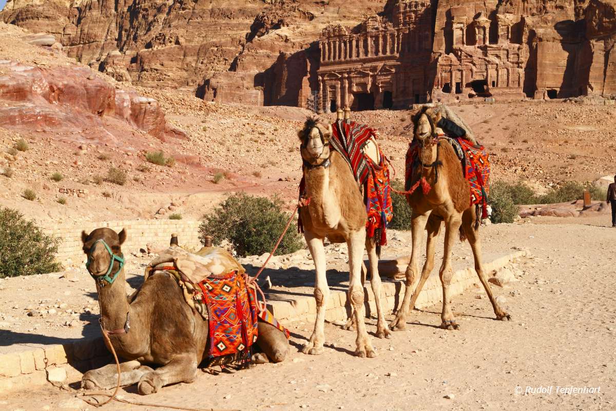 Camels