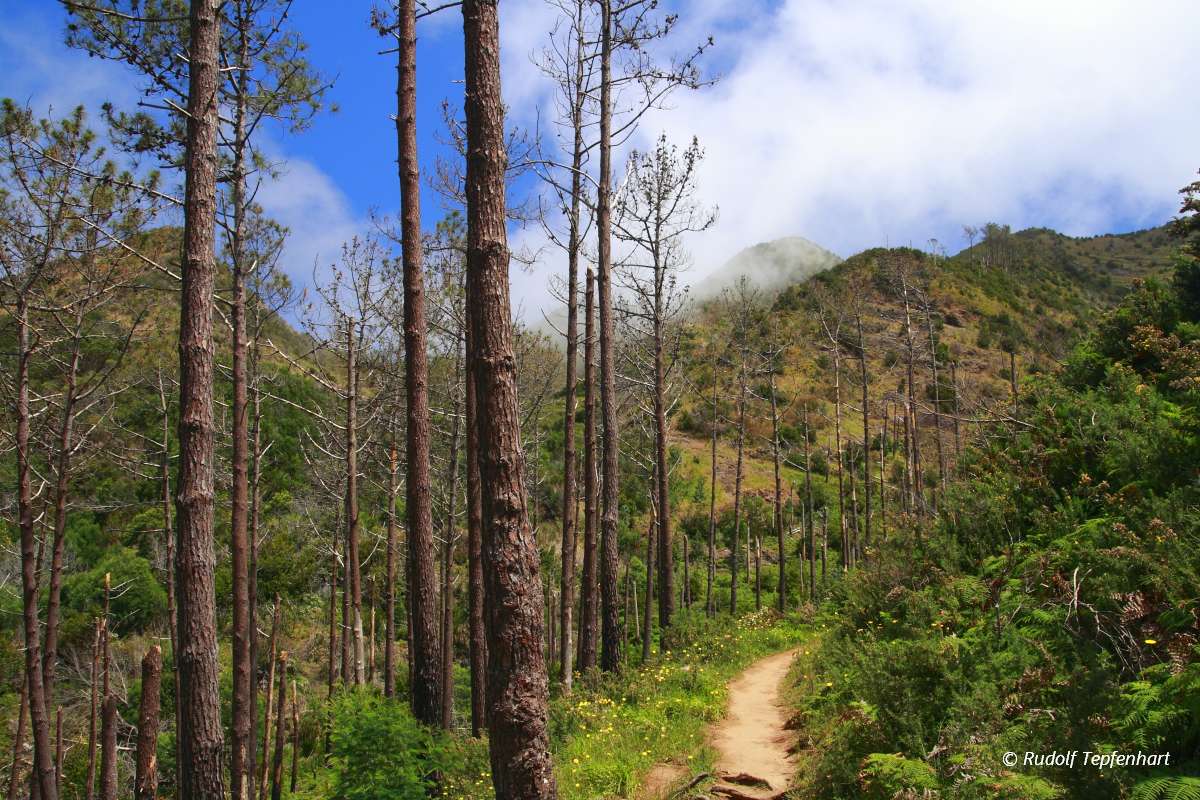 Hiking in a forest on Madeira