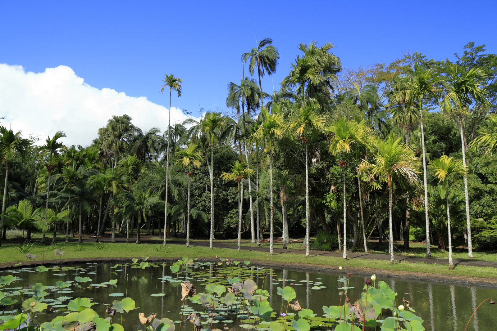 09.14 Mauritius  MG 6591