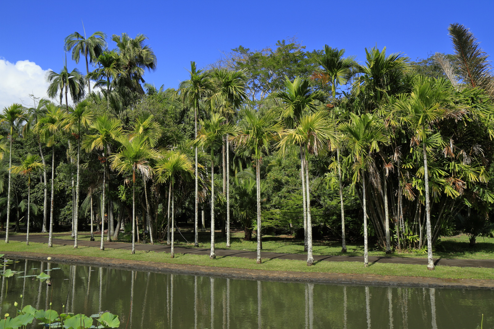 09.14 Mauritius  MG 6593