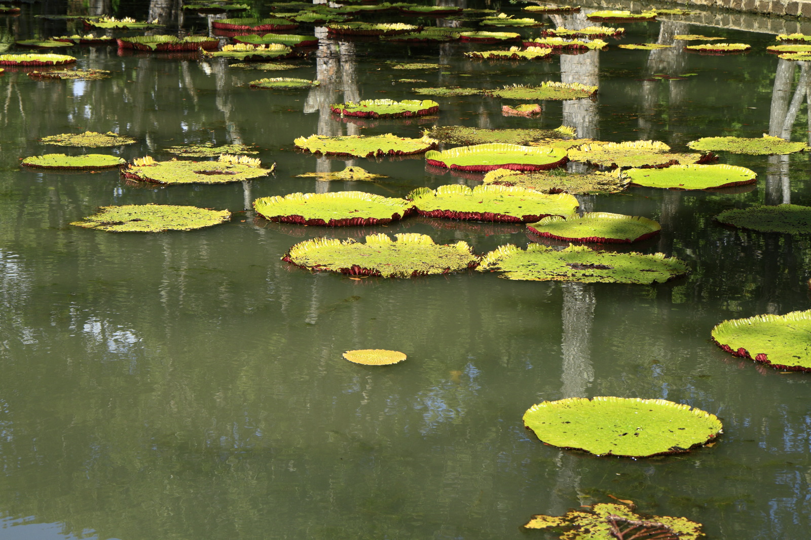 09.14 Mauritius  MG 6597