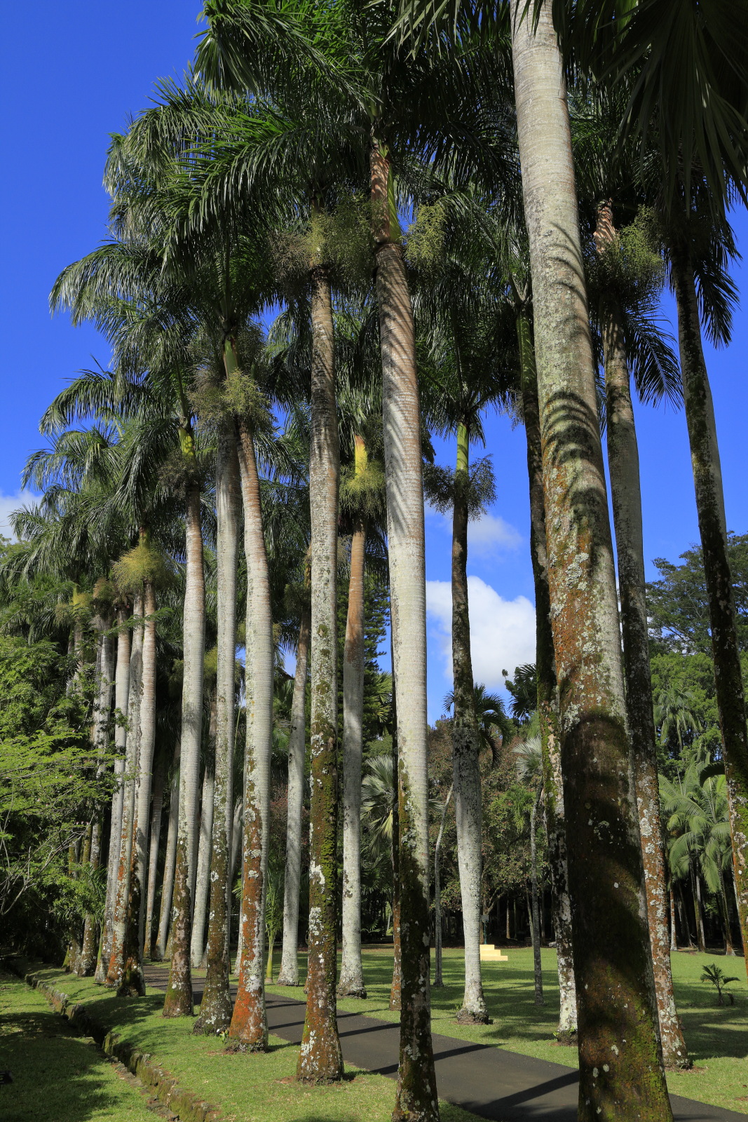 09.14 Mauritius  MG 6604