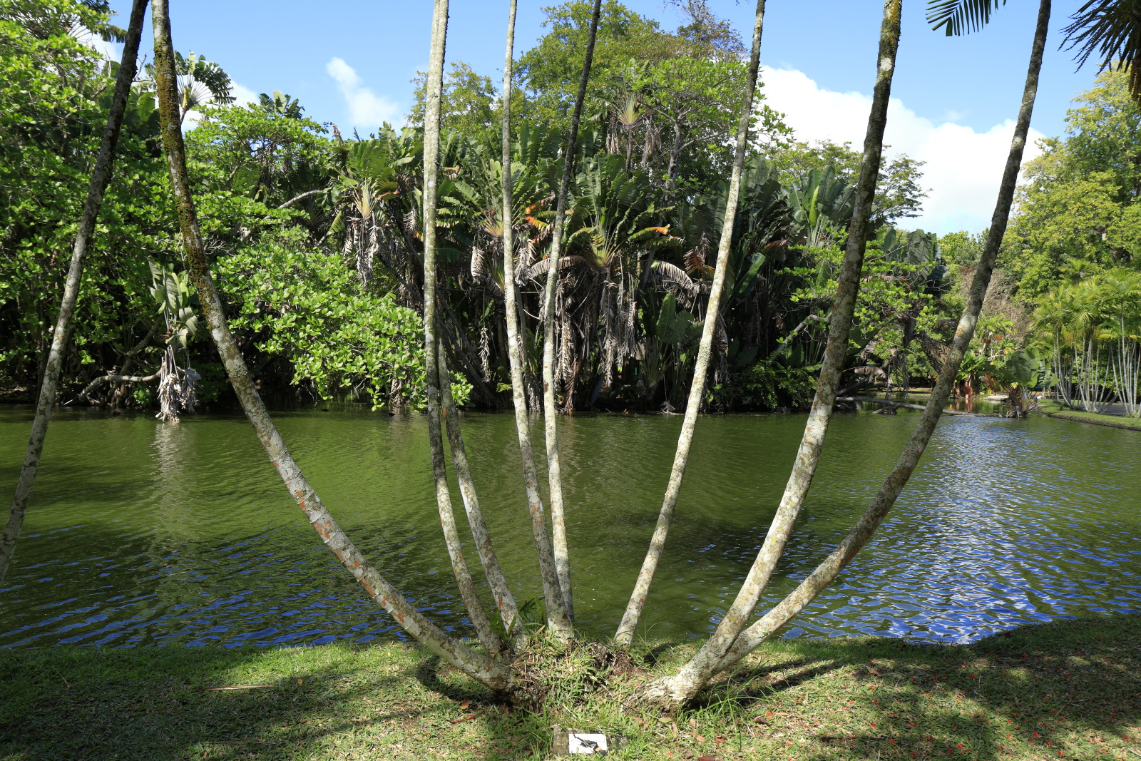 09.14 Mauritius  MG 6611