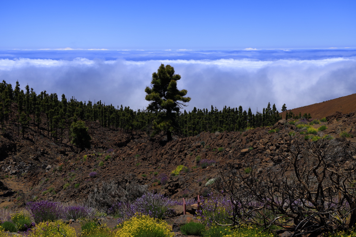 05.16 Teneriffa  08A0437