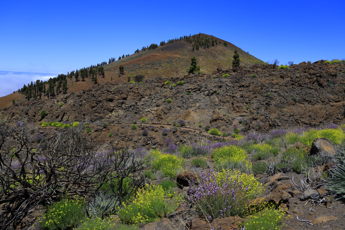 05.16 Teneriffa  08A0438