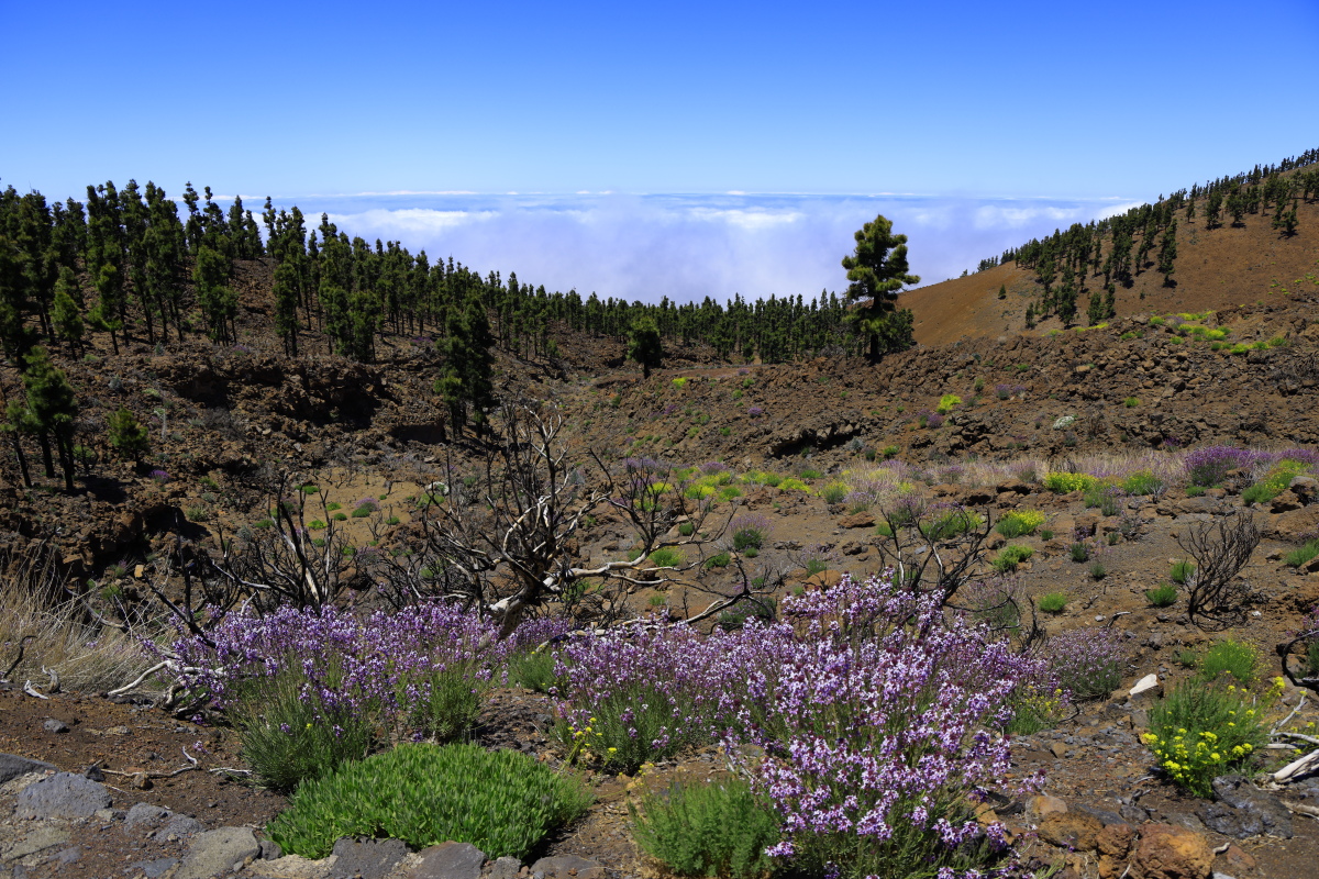 05.16 Teneriffa  08A0439
