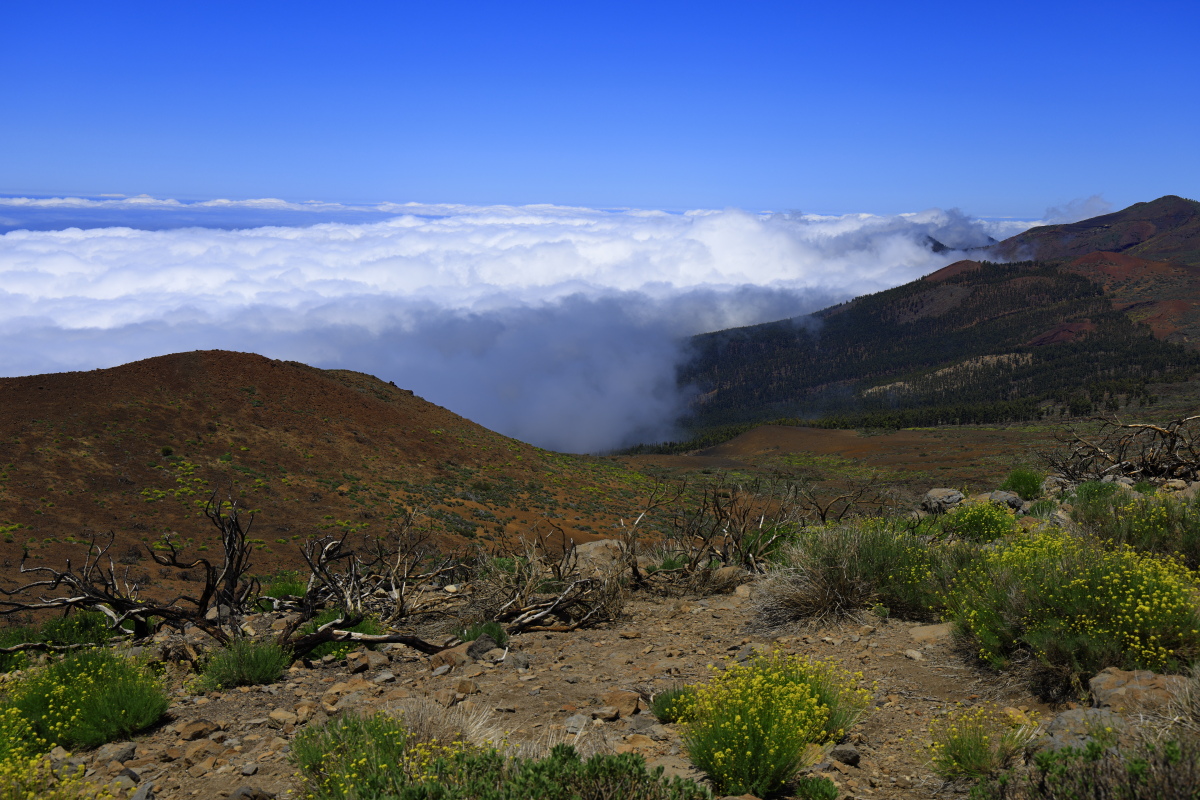 05.16 Teneriffa  08A0442
