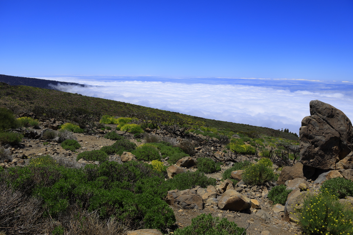 05.16 Teneriffa  08A0445