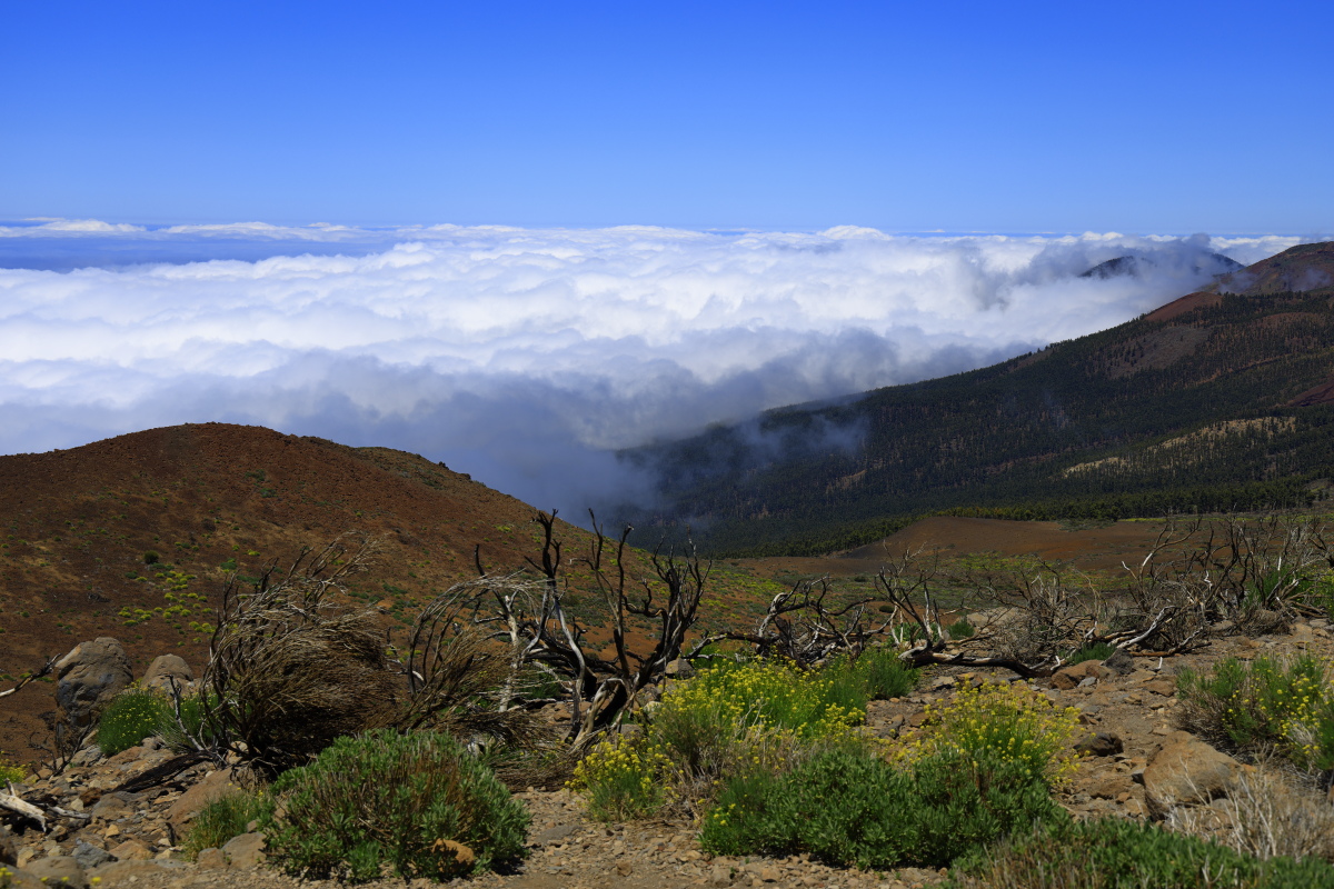 05.16 Teneriffa  08A0447