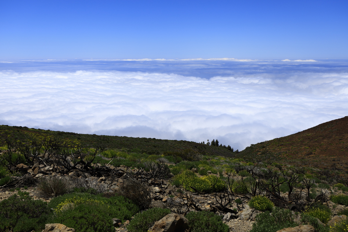 05.16 Teneriffa  08A0448