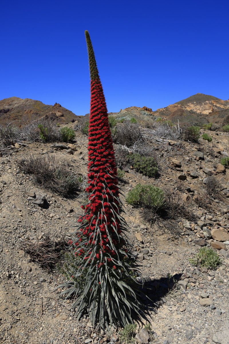 05.16 Teneriffa  08A0474