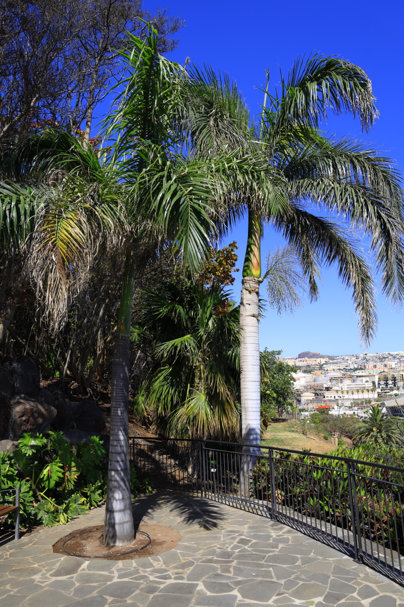 05.20 Teneriffa  08A0659