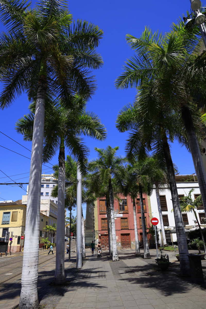 05.20 Teneriffa  08A0674