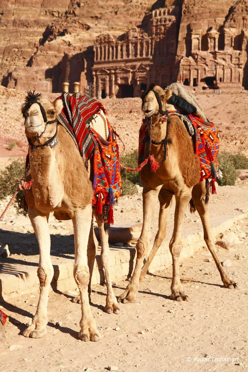 Camels